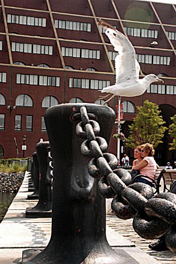 This Week at Harvard: The End (of Summer) Is Upon Us