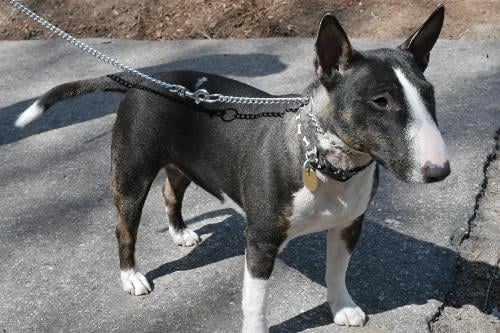 Quincy House Master Robert P. Kirshner's '70s Bull Terrier 