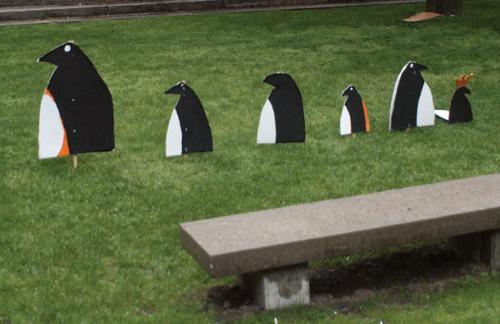 After a House-wide vote, the penguin prevailed as Quincy’s new mascot.   The birds celebrated their ascendency with a victory lap in the courtyard.  