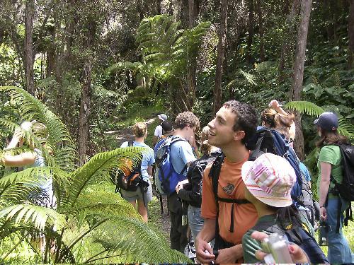 Jonathan I. Sasmor ’07 surveys the endemic Hawaiian tree ferns on the descent of the forested face of the Kilauea crater.