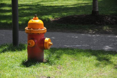A vividly-painted fire hydrant stands out against the green summer grass in the Yard.