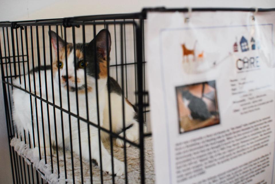 Cantabridgians play with the cats before choosing which to adopt. 