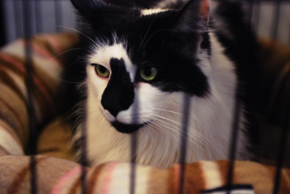 Cats at this shelter are kept indefinitely until they are adopted. 