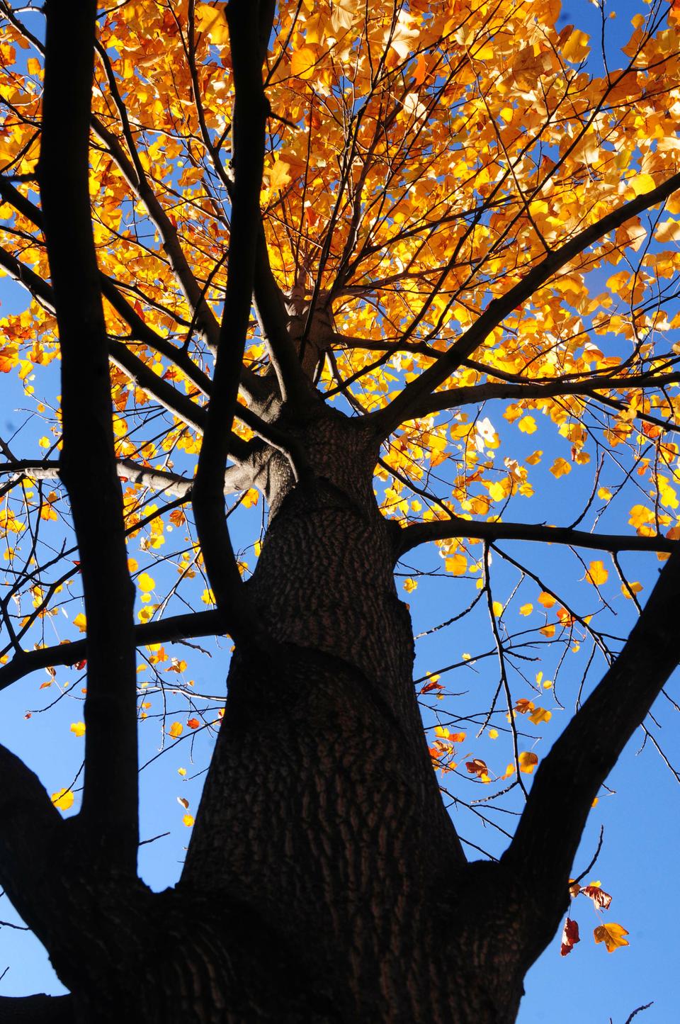 A tree's brilliant foliage is illuminated by the midday sun.