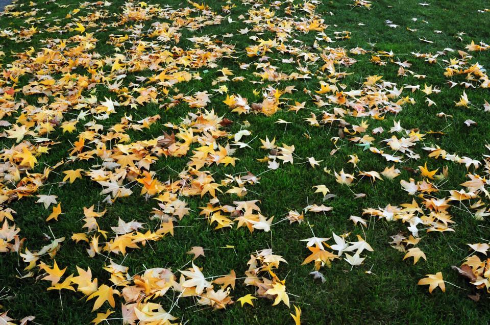 Fallen leaves scatter the Quad lawn.