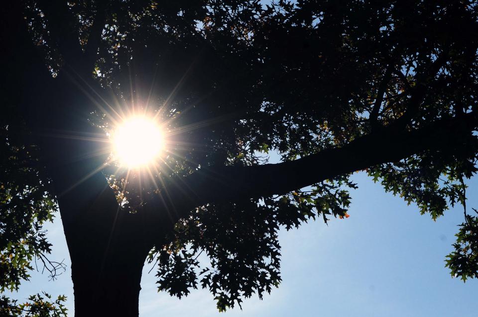 In the late afternoon, the setting sun shines through a tree in the Quad.
