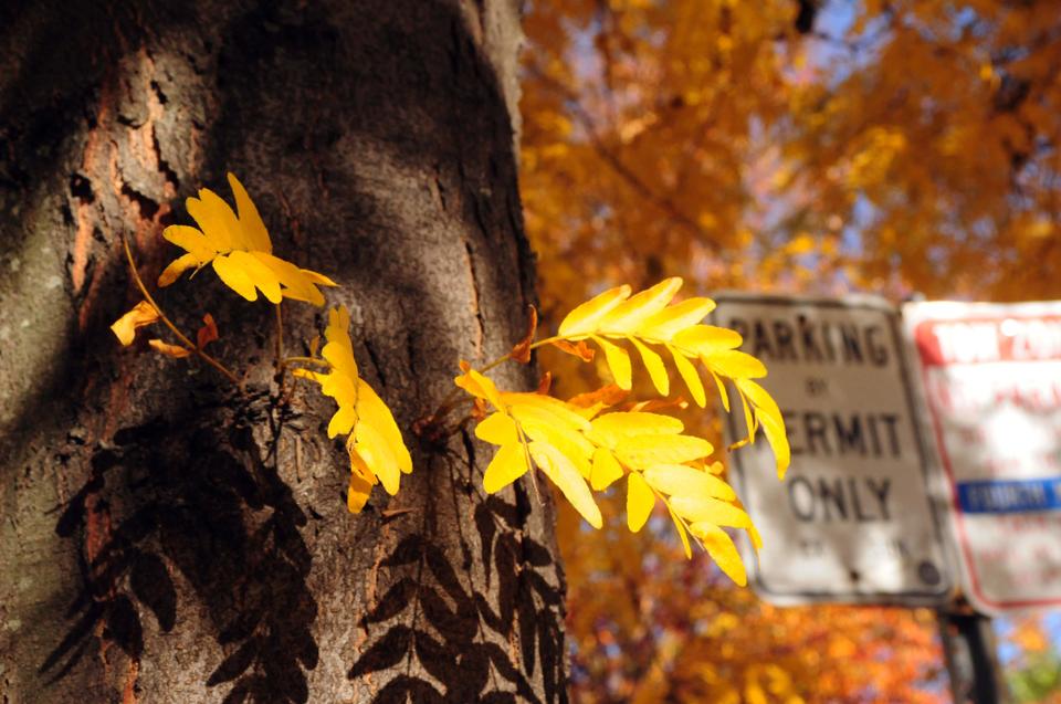 As the leaves change color other things stay the same.  For example, most of Harvard's streets are still frustrate drivers with their "Parking By Permit Only" signs.
