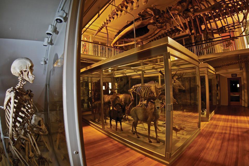 Original Publication Date: December 14, 2009 

The Harvard Museum of Natural History, which hosts a myriad of exhibits including the Hall of Mammals, received a sizeable donation.