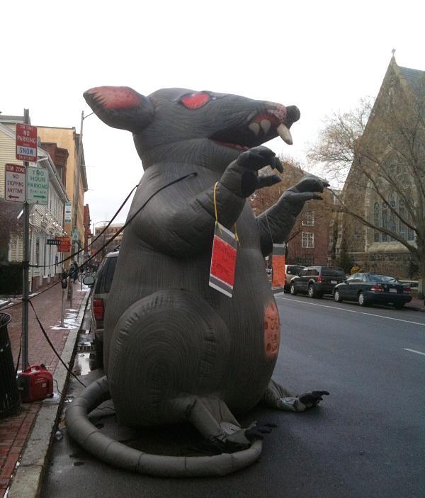 A large inflatable rat on the corner of Arrow Street and Massachusetts Avenue holds up signs supporting "free healthcare for everyone" on Wednesday afternoon.