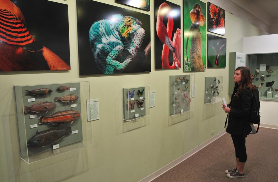 Museum guest Andrea Paquin takes in the "Language of Color Exhibit" at the Harvard Museum of Natural History.