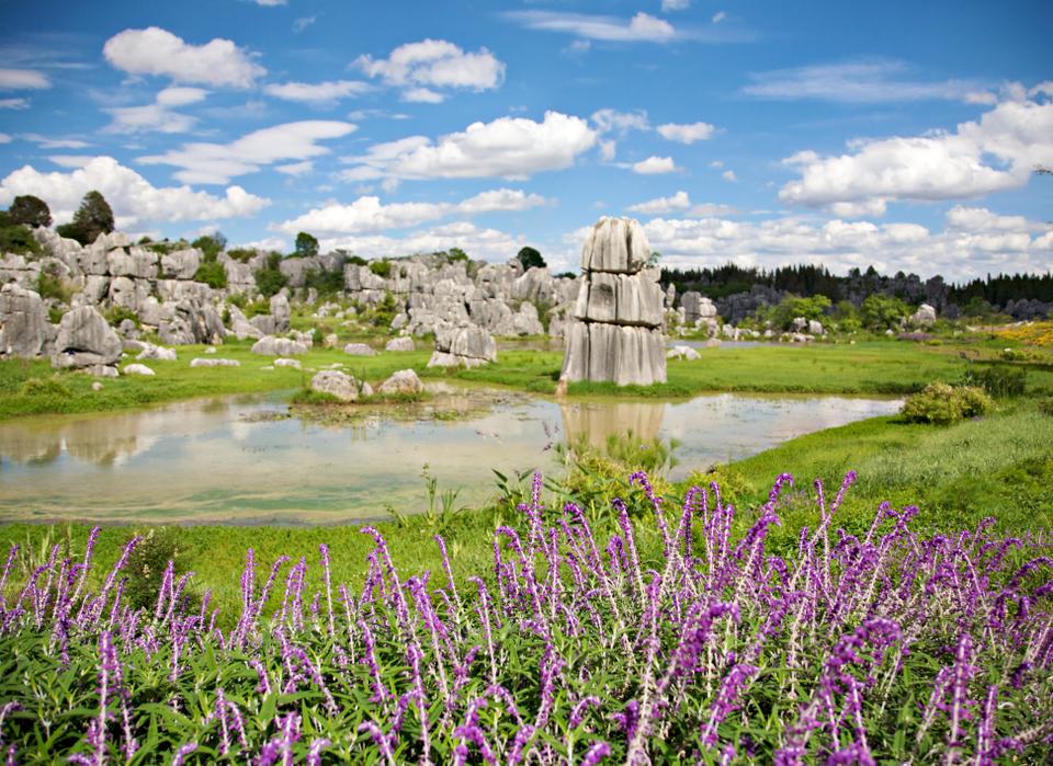 The Stone Forest of Yunnan is a stunningly beautiful place with more visitors each year than the Great Wall. Formed over millions of years by the uneven disintegration of reef fossils, tree-like stone formations cover the landscape here.
