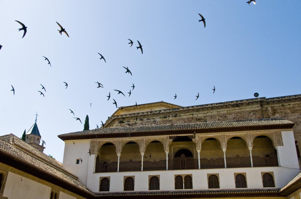 Pigeons fly over the Alhambra, Spain's most famous Moorish palace.