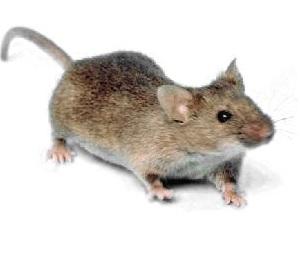 Cover image for Harvard Scientists Reverse Aging Symptoms in Mice
