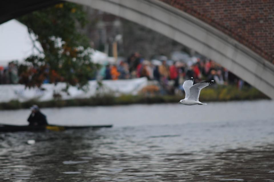A bird flies over the Charles River yesterday during the annual Head of the Charles regatta, which attracted attendees from across the nation.