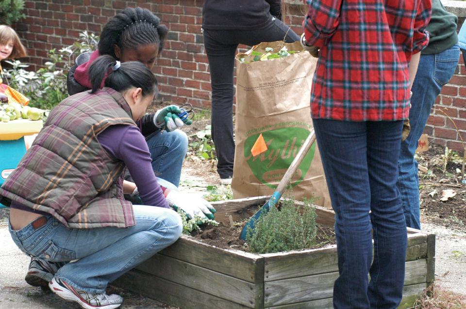 Harvard’s Food Literacy Project collaborates with local non-profit City Sprouts to garden at the Graham and Park School Sunday afternoon.  