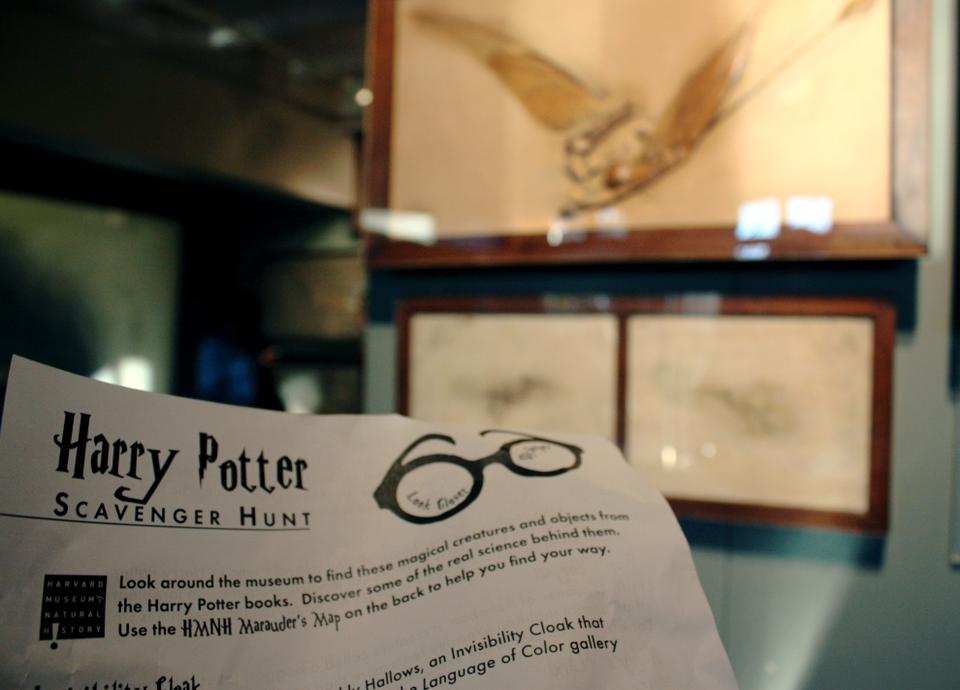 Visitors to the Harvard Museum of Natural History are presented with a Marauder’s Map, seen above, for a Harry Potter scavenger hunt during the month of November.
