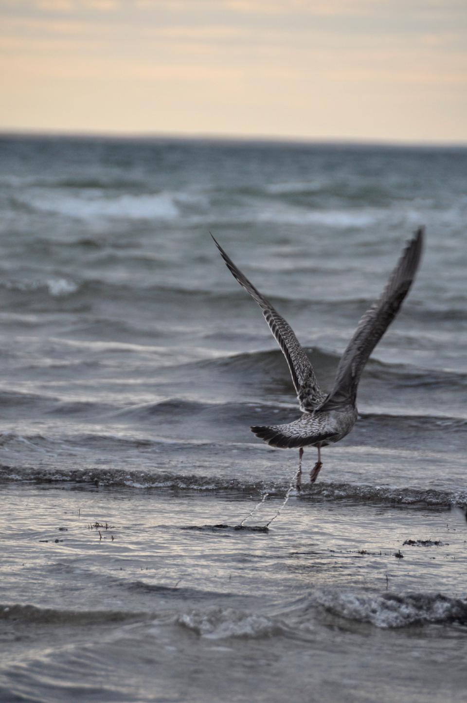 A seagull takes off into the evening sunset at Woodneck Beach in Falmouth, Mass., in late December, 2010.