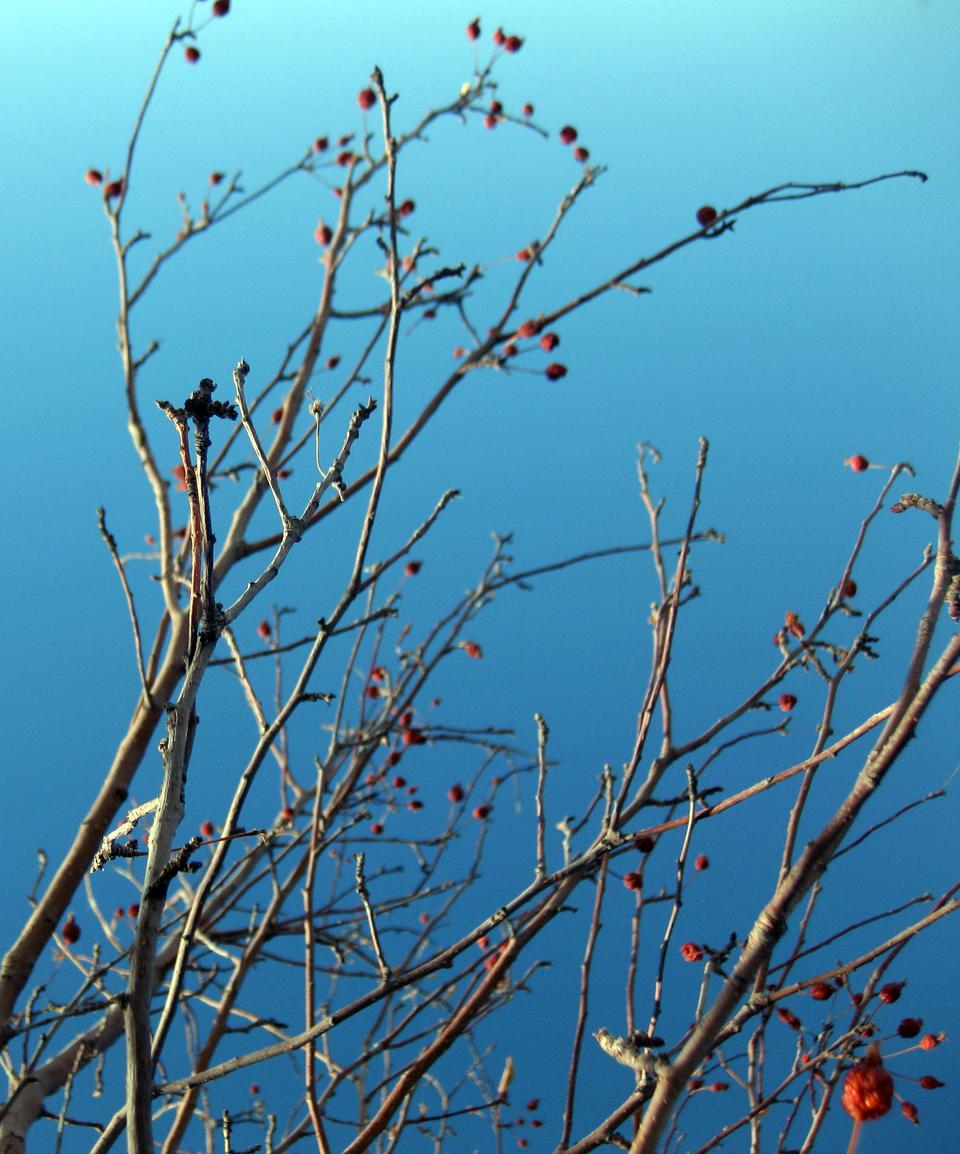 A few resilient red berries cling to the barren branches of this tree. 