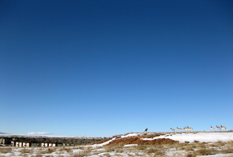 Antelope look out onto the town of Laramie, WY as they graze the snowy prairie between residential areas.  Cars traveling on the nearby streets often have to stop to let these animals pass.