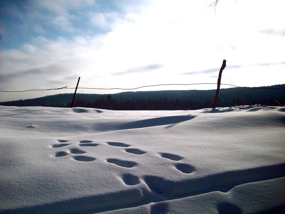 "A scene from cross-country skiing in Windsor, Mass.