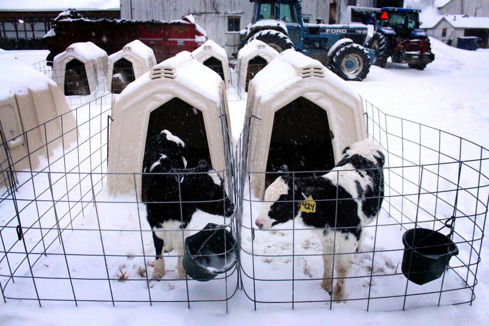 Two calves watch each other during an evening feeding on a medium-sized heifer farm in upstate New York.