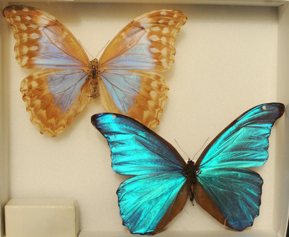 Although best known for his writing, Vladimir Nabokov also served for a time as curator of lepidoptera at Harvard’s Museum of Comparative Zoology, where he first conceived his theory on the evolution of butterflies.  
