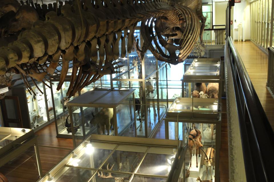 Patrons can view the Museum of Natural History’s “Great Mammal Hall” from above.