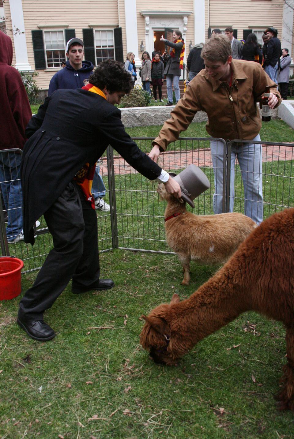 The Adams' Masters' house 250th anniversary, held in the Adams courtyard, is a carnival celebration complete with clowns, a petting zoo and delicious food. Here, Antone Martinho '13 takes a hand in feeding a goat.