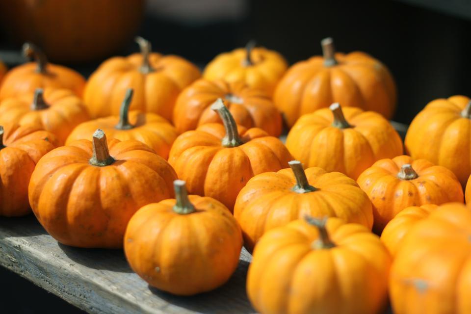 Grateful Farm in Franklin, MA, brought in these sugar pumpkins. Produce has been coming in weeks early because of the unusually hot summer.