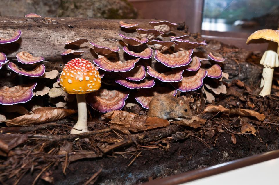 A new exhibit features wildlife and flora of the New England forests.  On Display at the Harvard Museum of Natural History. 