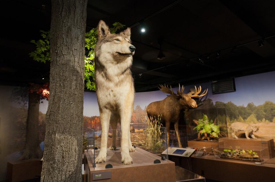 A new exhibit features wildlife and flora of the New England forests. On Display at the Harvard Museum of Natural History. 