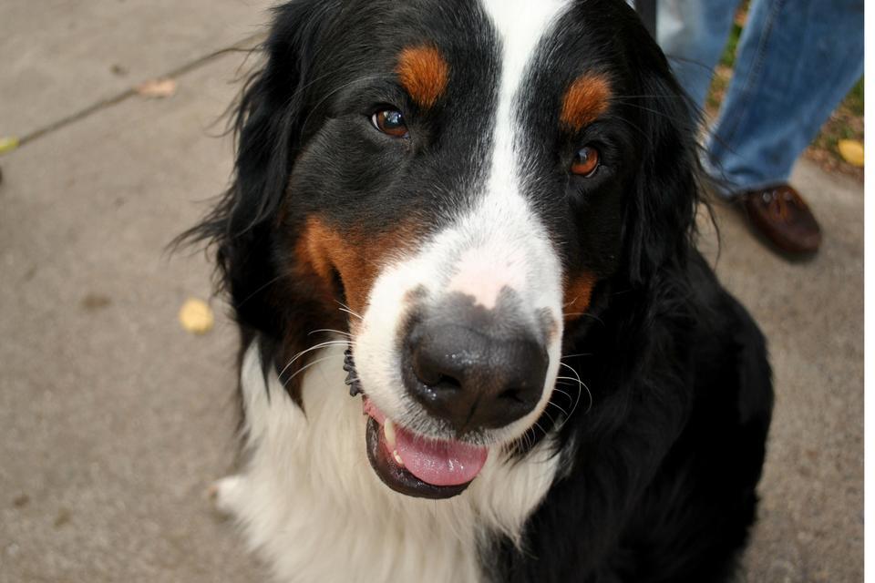 Max, a 19-month old Bernese Mountain Dog, is in high demand as a Secret Santa 'gift' at Kirkland House on Tuesday, where he lives with House Masters Tom and Verena Conley.