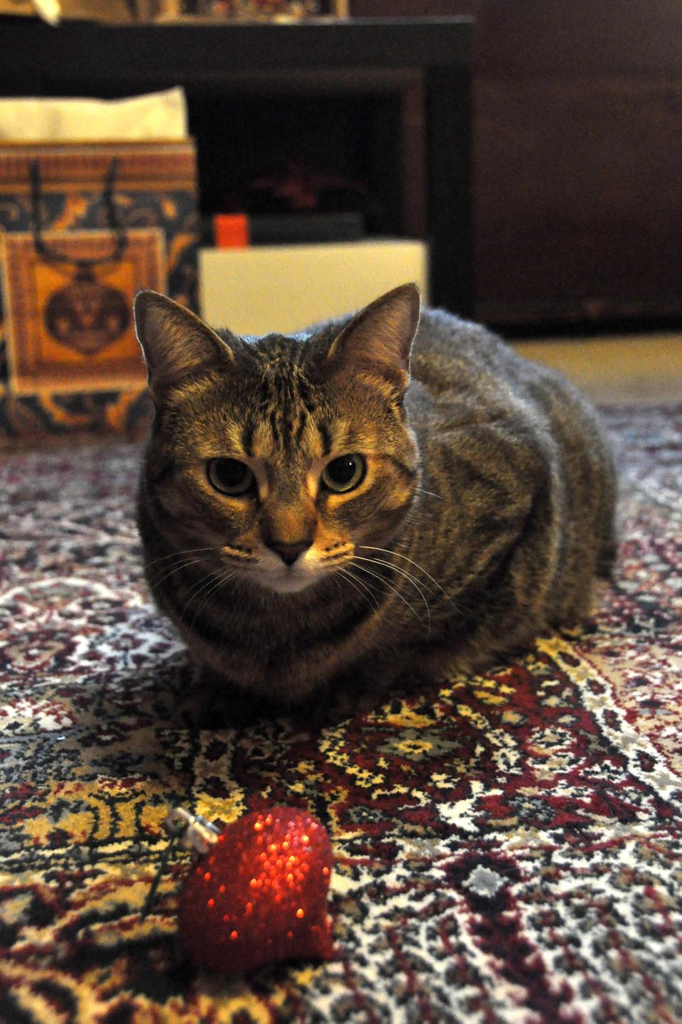 Locating and protecting ornaments is not a problem for Clara, who watches over them with care until her human roommates can return them to their tree.