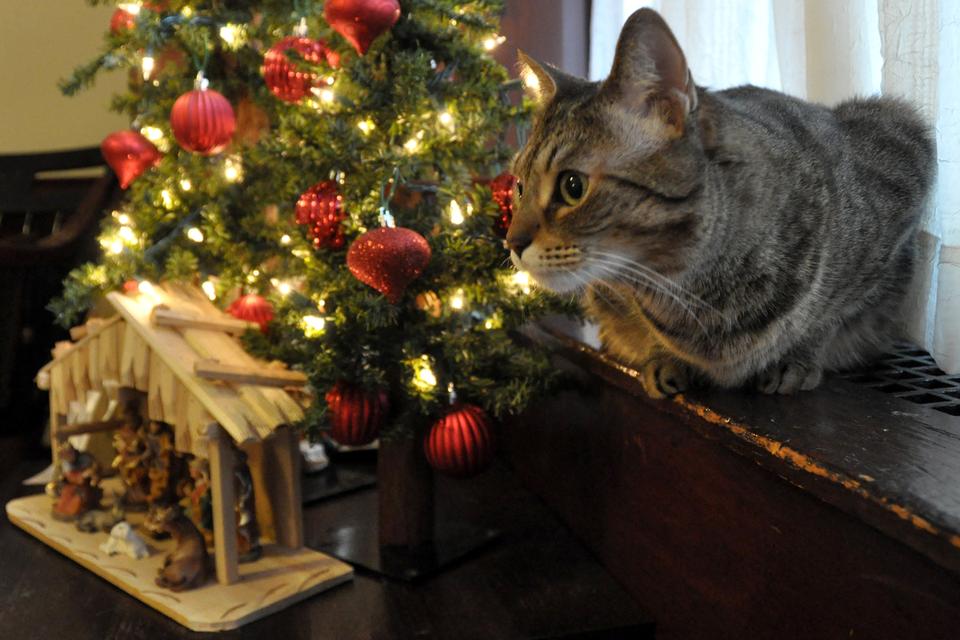 Perched safely behind a small Christmas tree decorated by Dunster House Resident Tutors Erica Brown Soto ‘07 and Odeviz Soto ‘07, Clara surveys her home for stray ornaments.