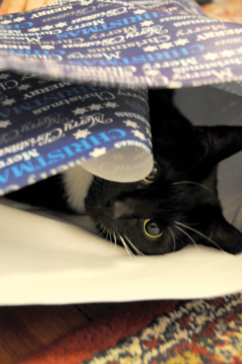 Neko enjoys a stress-free exam period by rolling himself up in some holiday wrapping paper provided by Richard Johnston, Cabot’s Sophomore Advising Coordinator.