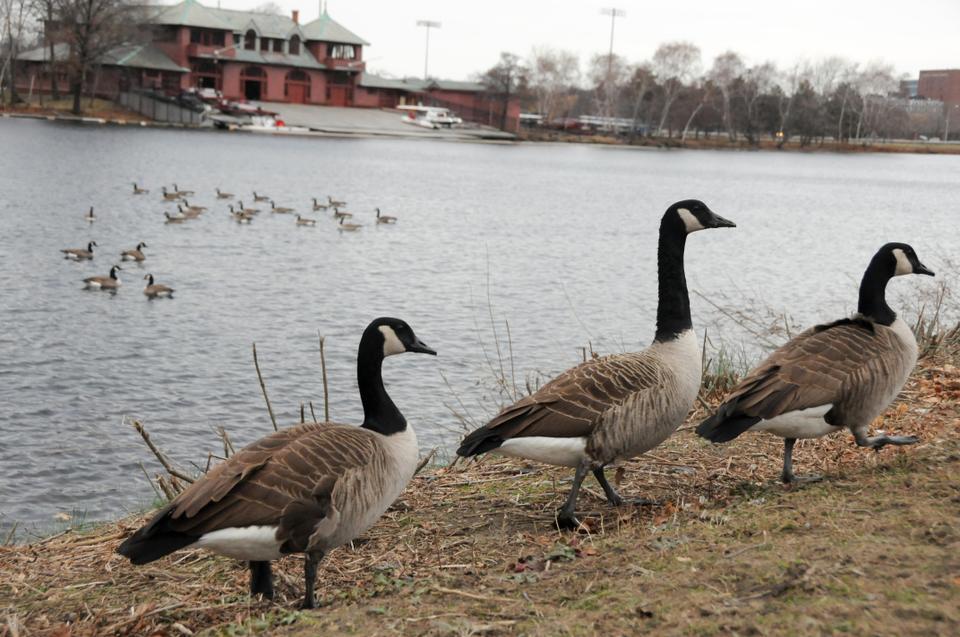 A gaggle of geese roams around the Charles River. Canadian Geese are protected under the Federal Migratory Bird Act of 1918, meaning it is illegal to harm or injure a goose, its eggs, or its nest without a federal permit. 