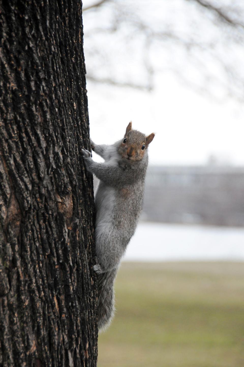 A lone squirrel climbs a tree near the Charles riverbank. Female squirrel typically have two to eight babies in each birth cycle.. Baby squirrels are blind and totally reliant on their mothers for two or three months.