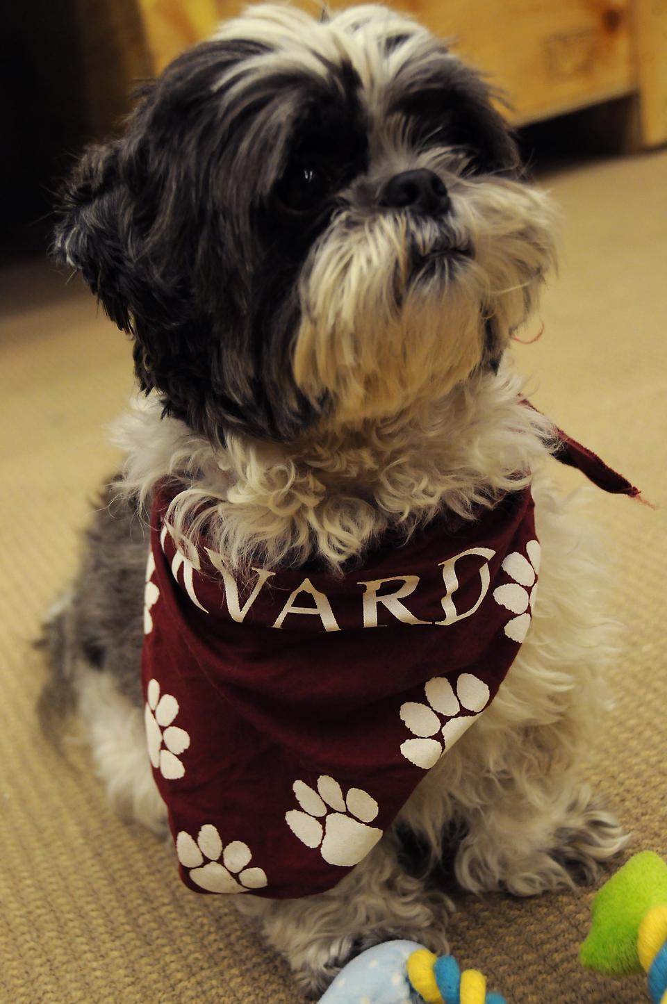 Cooper, a registered therapy dog, is swagged out at the Harvard Medical School’s Countway Library on Tuesday and Thursday afternoons.
