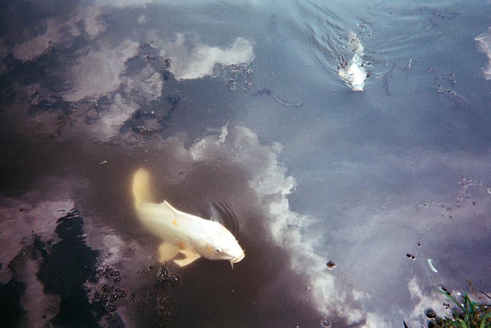 Shofuso encourages visitors to feed the koi fish that populate the pond. Staffers call one of the oldest and largest koi “Moby” after the Melvillian white whale.