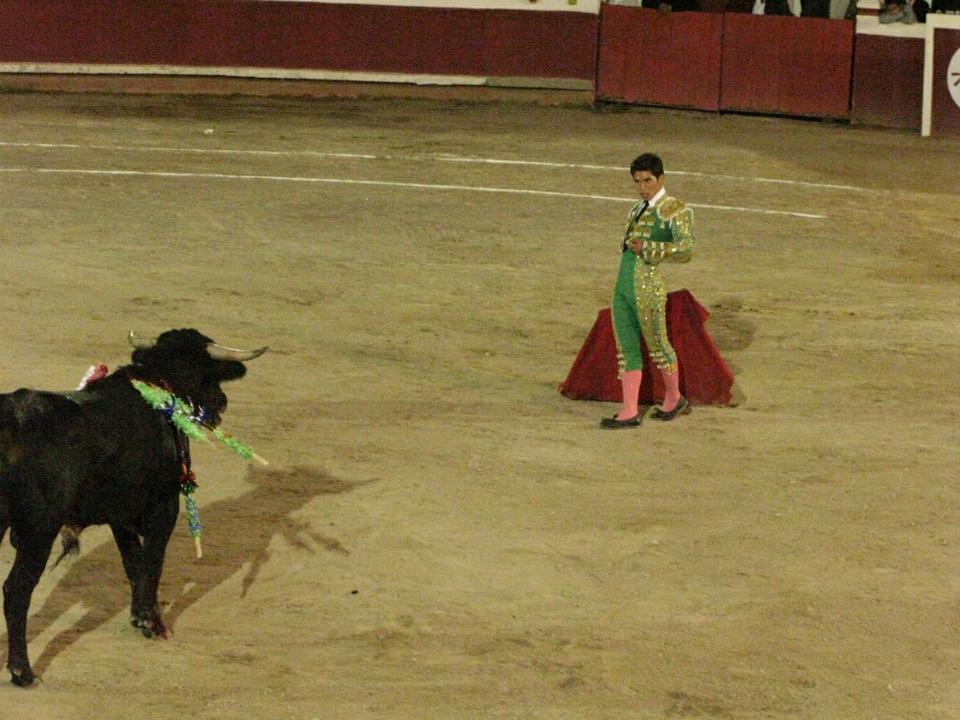Francisco Martinez of San Miguel de Allende faces a young bull, or novillo, during the tercio de muerte (“death third”) of a fight.