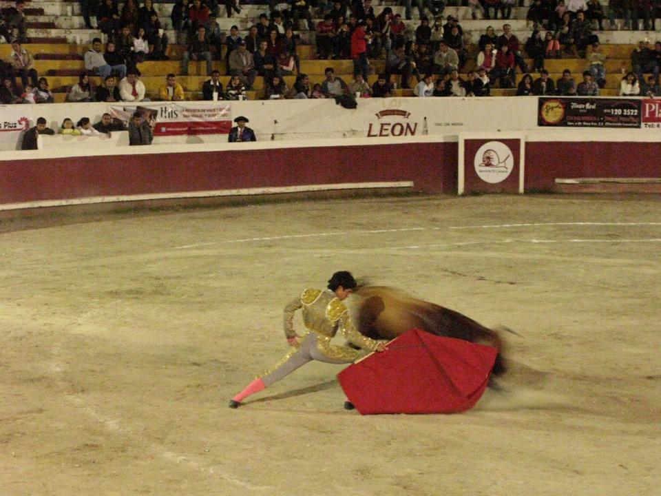 Rodrigo Sebastián of Mexico City makes a pass at a bull. Sebastián later received two bull’s ears as trofeos (trophies) in recognition of his valor and grace in the ring.