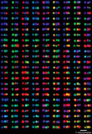 Labeled DNA samples appear as multi-colored barcodes under fluorescent light at certain wavelengths. Harvard scientists at the Wyss Institute recently published their findings in “Nature Chemistry.”