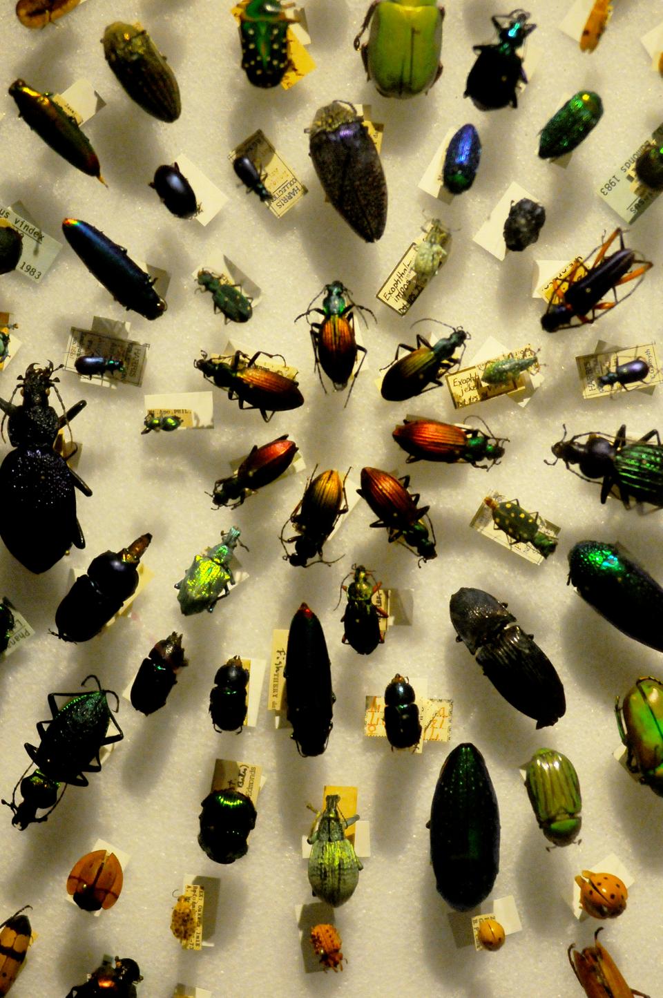 Cockroaches inhabit a corner of the Harvard Museum of Natural History a mini-exhibit that opened Saturday September 29 as part of the larger gallery titled "Arthropods: Creatures that Rule." 