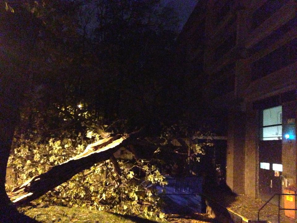 A downed tree near the Quadrangle Recreational Athletic Center