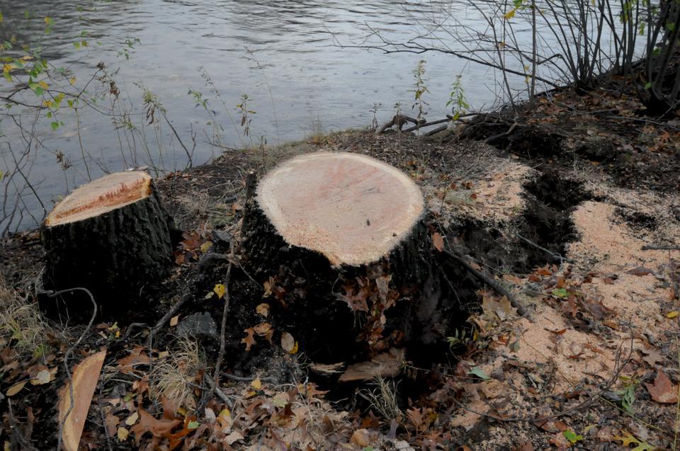 Hurrican Sandy violently uprooted a tree in her dash up the East Coast.