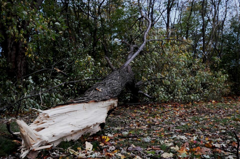 Hurricane Sandy violently tore down trees and other objects in her path up the East Coast.