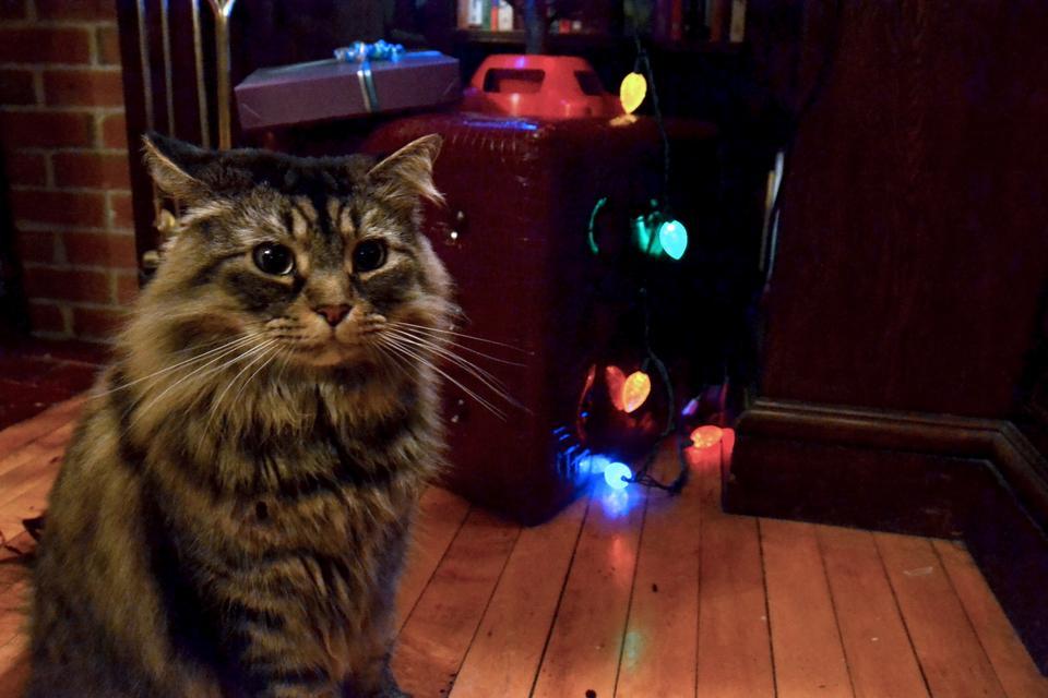 Boris Threlkeld, who lives with Adams House tutor Aubry Threlkeld, hangs out near their Christmas Tree after snacking on some Whisker Lickins. Boris went from homeless to Harvard about two years ago.