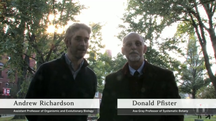 Andrew Richardson, an assistant professor of organismic and evolutionary biology, and Donald H. Pfister, a systematic biology professor, created a course trailer to promote their class Science of Living Systems 25: "Trees, Forests, and Global Change."