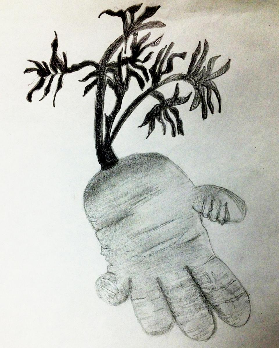 One of the central characters in Yoko Ogawa’s recently translated story collection “Revenge” digs up carrots in the shape of hands, rendered that way because of a sordid secret from the gardener’s past. 