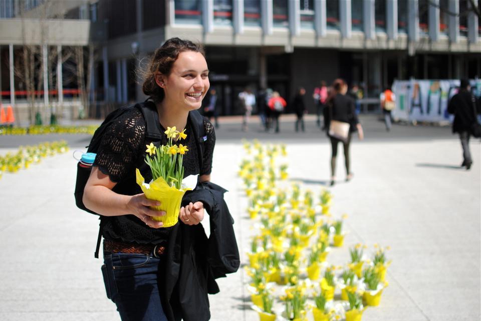 Sofia Jonas '16 picks up daffodils after writing a note on the Boston Strong Wall on the newly opened Science Center Plaza. The flowers are a celebration of Harvard's Common Spaces Initiatives. 